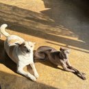 해운대동물약국 | 강아지 주황색 진드기 알 퇴치 약국 캐치원 추천 후기