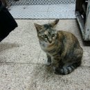 미스고 PC 이미지