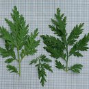 개사철쑥 Artemisia annua L. 종 이미지