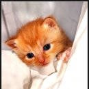 검은고양이 이미지