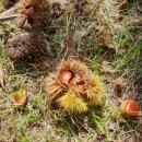 연화농원 이미지