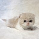 천안고양이분양 베스트캣 제나캣 천안점 이미지