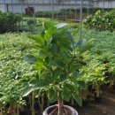 재명농장 이미지