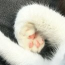 일광천 휴게쉼터 2 | 서울 성수 고양이 카페 데이트 길고양이마을 내돈내산 후기(위치, 가격, 고양이 만지는 법)