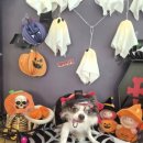 덕분이야모든개 이미지