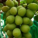 부농농장 이미지