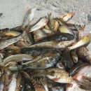 수입천계곡펜션 이미지