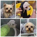 까까오 dog 이미지