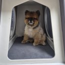 프로애견 | (협찬) 바론 프로바리깡 사용 후 느낀 솔직한 후기, 애견 미용기를 찾는다면? 바론펫_반려동물바리깡