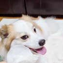 (주)케어사이드 | 강아지 귀세정제 허레이 프로 이어 케어 패드 반려견귀염증 이어클리너 반려견콩떡이 내돈내산