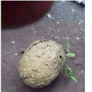 하룻강아지 이미지