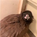 울산광역시 야생동물구조센터 이미지