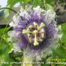 수정-14 Daum카페