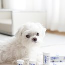 여의도 동물병원 은하점 | 강아지 오메가3 피부 변화 초소형 50mg 후기