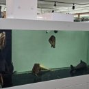 해리아쿠아 이미지