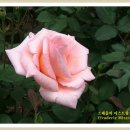 하루하루 이미지