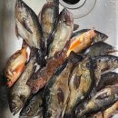 척포길 | 통영 척포 힐링호 볼락 낚시 출조 후기