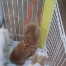 똥깡아지애견샵 이미지