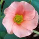 개화(아) 이미지