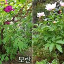 모란(牧丹)과 작약(芍藥) 구별 이미지