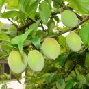 북촌농장 이미지