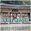 동백민박 | 강진 다산초당 백련사 동백꽃 개화상태 주차장 등산 후기