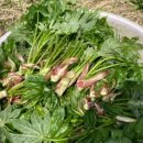 엉게나무 이미지