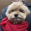 서울애견미용실 | [서울/금천] 금천구애견미용실 다루이에서 미모 갱신하고 온 리얼 후기