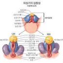 남성 생식기의 해부학적 특징 이미지