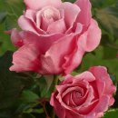 (유)하이얀 이미지