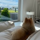 소서제주 7월4일 | 제주 애월 애견동반 숙소 내돈내산 재방문한 소서제주펜션