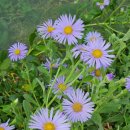 화성반월중학교 이미지