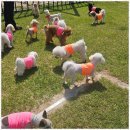 소소하개 이미지