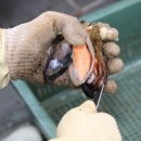 대포전복양푼물회 이미지