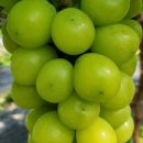 육일농원 이미지