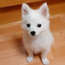 맘스터치산호점 이미지