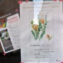 보태니컬아트 | 인천화실수업:: 구월동 성인취미미술 장아뜰리에 색연필화 보태니컬아트