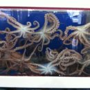 여천명신낙지 이미지