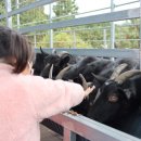 흑염소목장 이미지