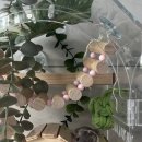 아프리카 펫센터 | 우리집 반려동물 피그미다람쥐 키우기 6개월차 집사 후기 사육장 케이지 온도조절 방법 꿀팁