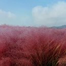 양주 나리공원 가을꽃구경갑시다요. 이미지