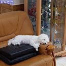 블리스캣 이미지