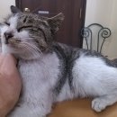 광교산동물병원 이미지