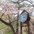고산역 3번 출구 푸른마트 앞 | 삿포로에도 드디어 봄이 왔어요. 삿포로 벚꽃 명소 추천! 일본에서 벚꽃을 즐기는 방법.