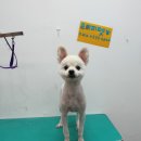 프리티펫 이미지