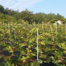 낭주농장 이미지