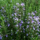 로즈마리 이미지