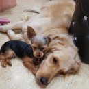 한결같은 동물병원 이미지