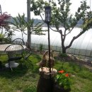 소나무황토펜션 이미지