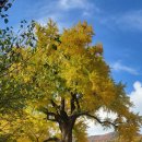 말하는 은행나무 이미지